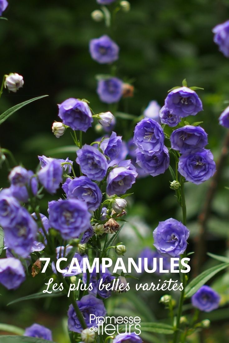 7 Campanulate Flowers, the Most Beautiful Varieties 7 Campanulate Flowers, the Most Beautiful Varieties
