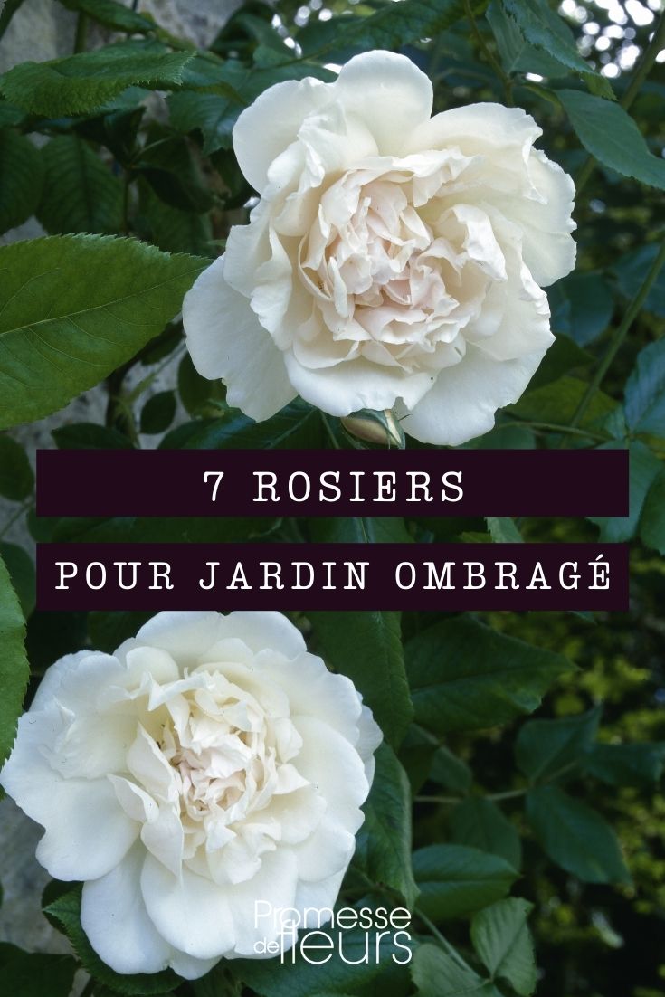 7 Shade-Tolerant Rose Bushes