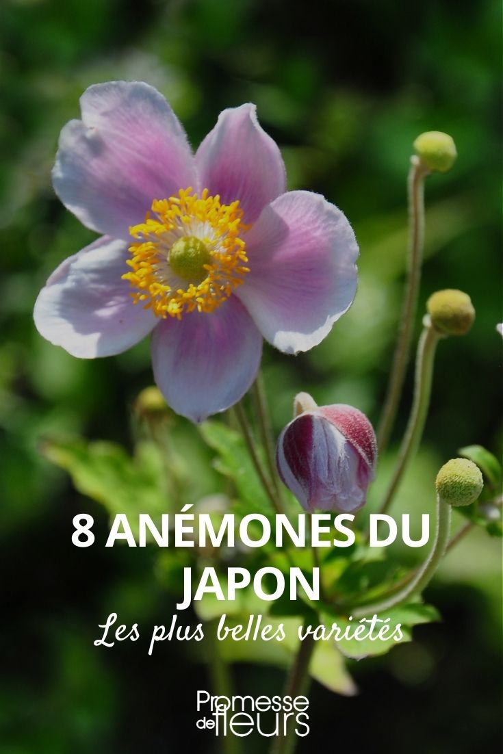 8 Japanese anemones 8 Japanese anemones
