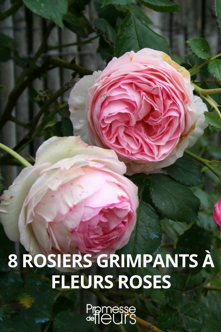 8 climbing roses with pink flowers 8 climbing rose bushes with pink flowers