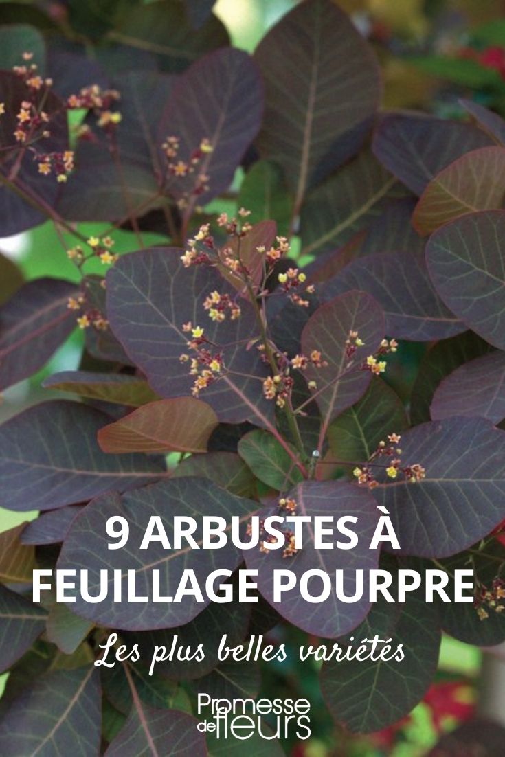9 Bushes with Purple Foliage