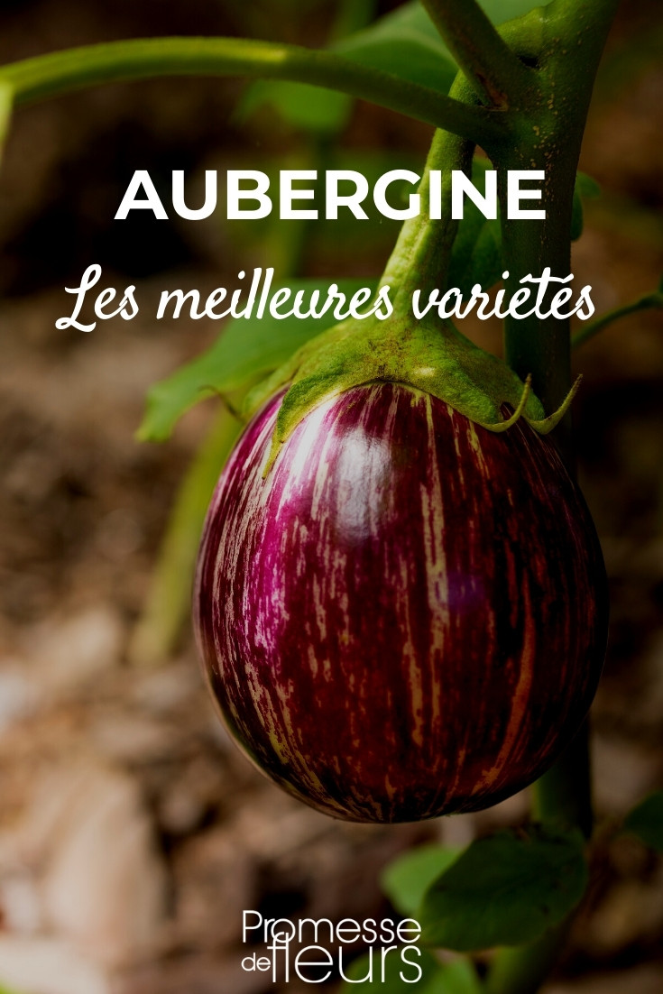 Eggplant-Best-varieties