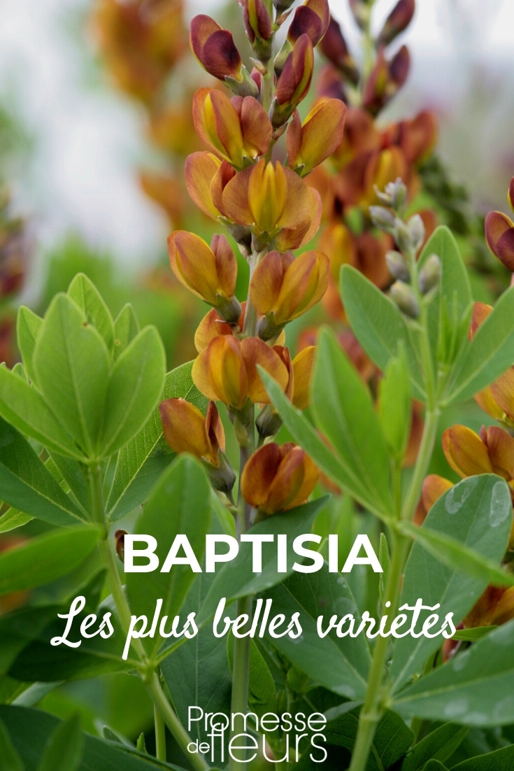 Baptisia-The-most-beautiful-varieties