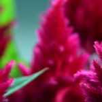 Celosia: sowing, cultivation, maintenance