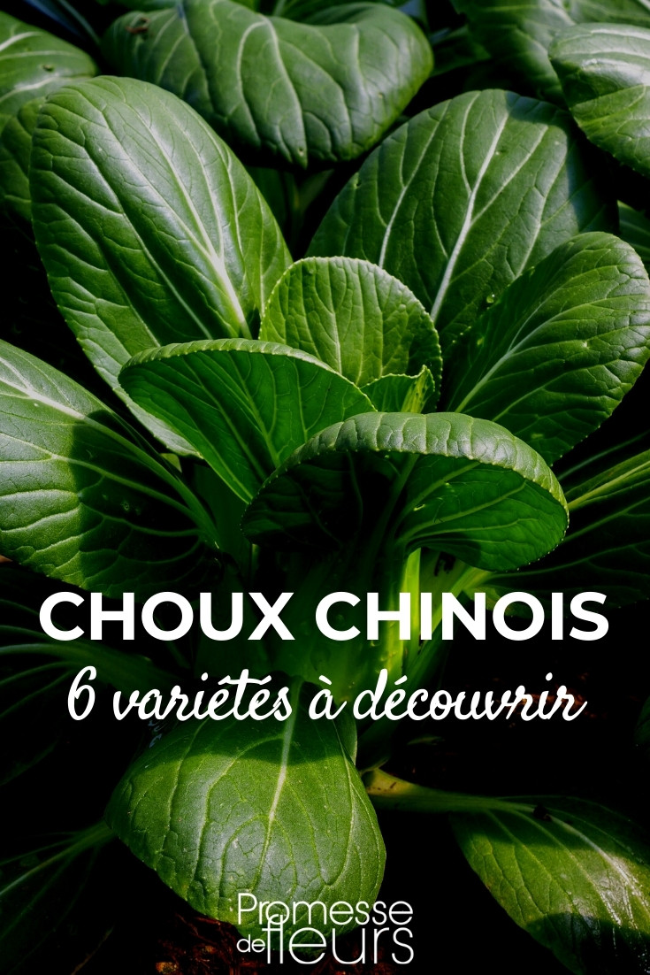 Chinese-cabbage-6-varieties-to-discover