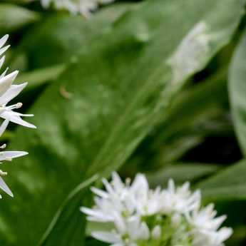 How to preserve wild garlic and use it?