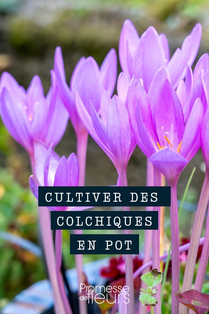 Growing-colchicums-in-pots