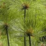 Overwintering a Cyperus papyrus