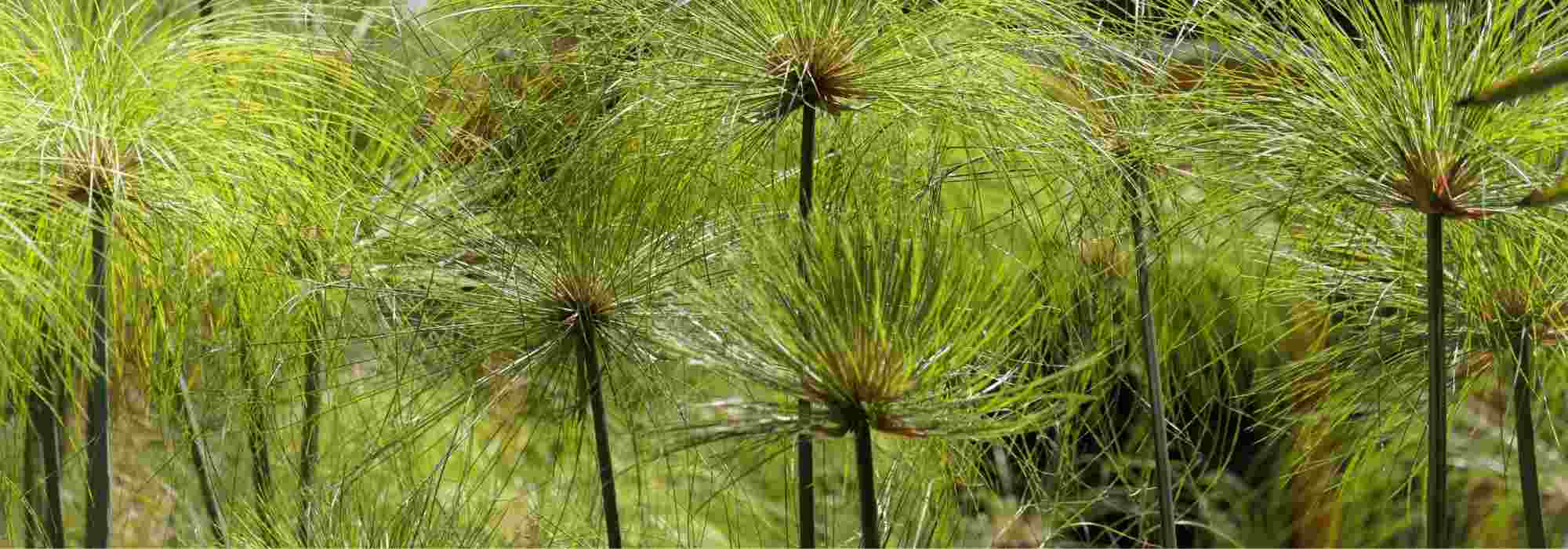 Overwintering a Cyperus papyrus