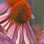 The most beautiful echinaceas