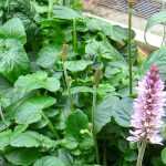 Francoa: 6 successful pairing ideas