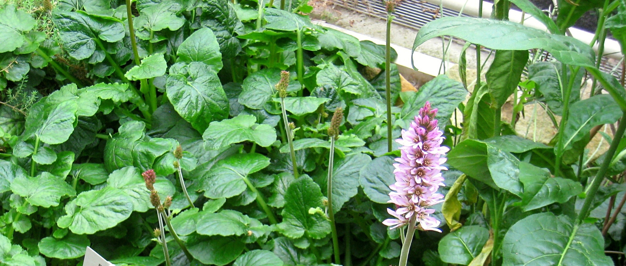 Francoa: 6 successful pairing ideas