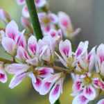 Francoa: planting, cultivation, and care