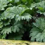 Pairing ideas with Gunnera