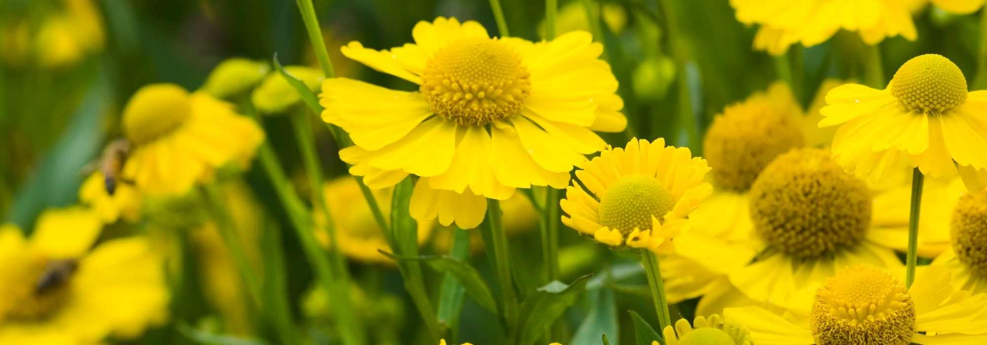 9 Heleniums: the most beautiful varieties