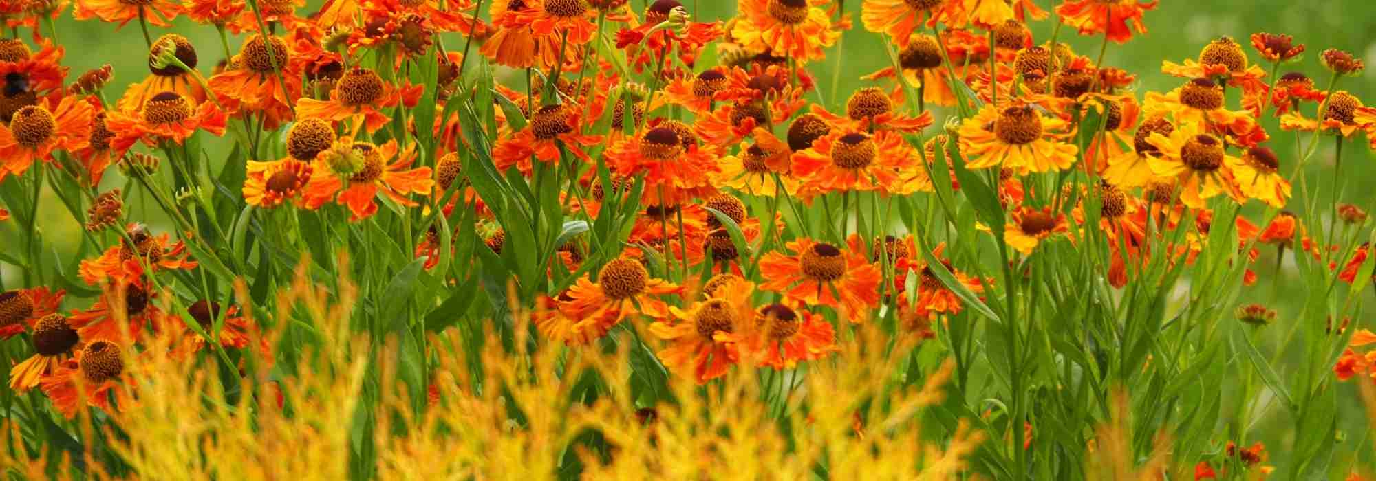 6 ideas for pairing Helenium