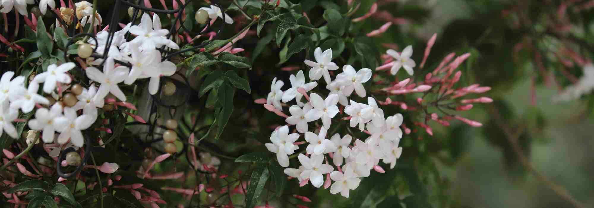 Which jasmine to plant according to your region?