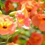 5 Trumpet vines: The most beautiful varieties