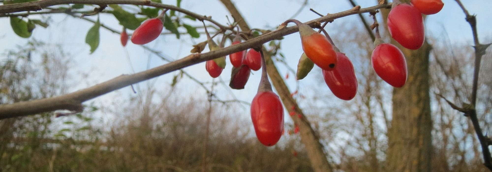 Barbary wolfberry: planting, caring for, and harvesting goji berries
