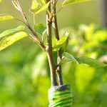 What is a rootstock and which one should you choose?