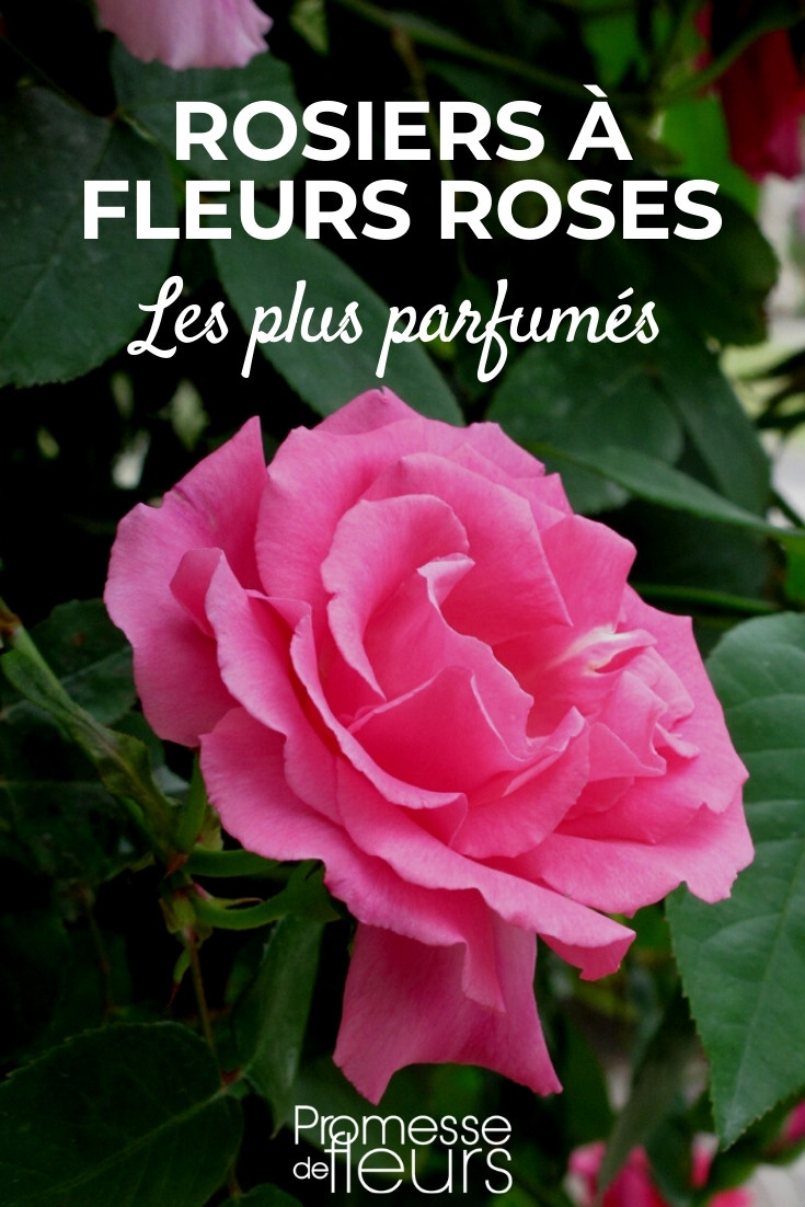Scented-rose-bushes-with-pink-flowers