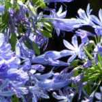 7 blue Agapanthus