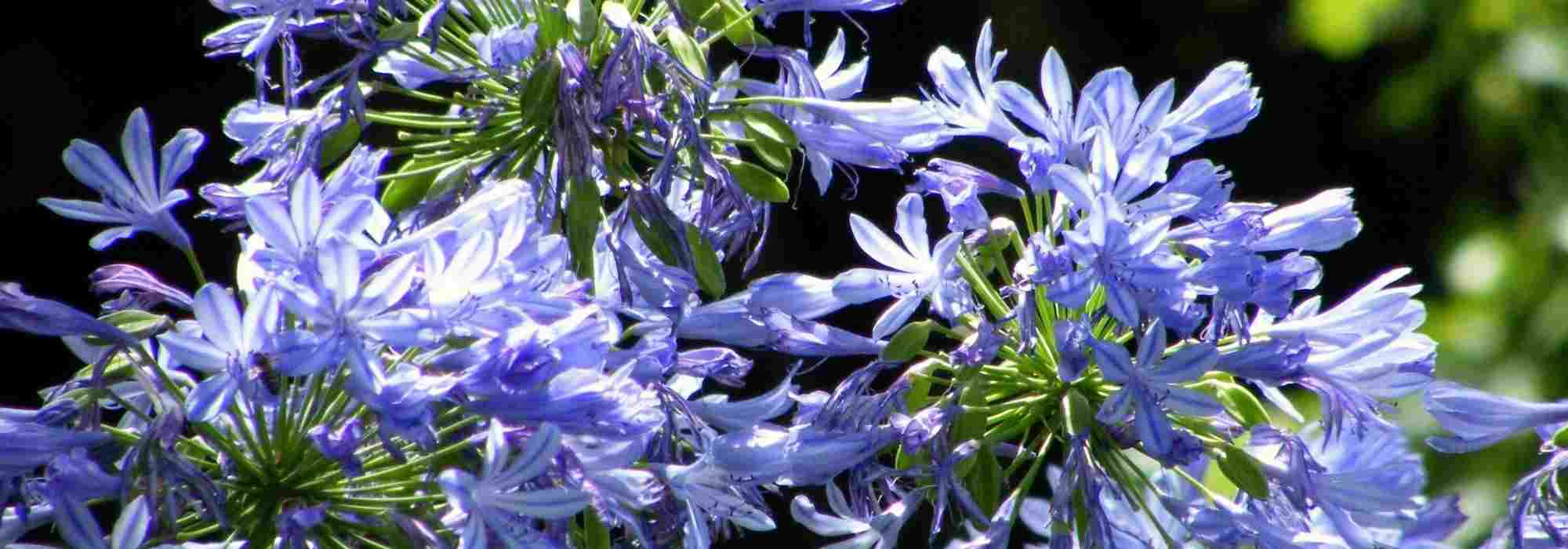 7 blue Agapanthus