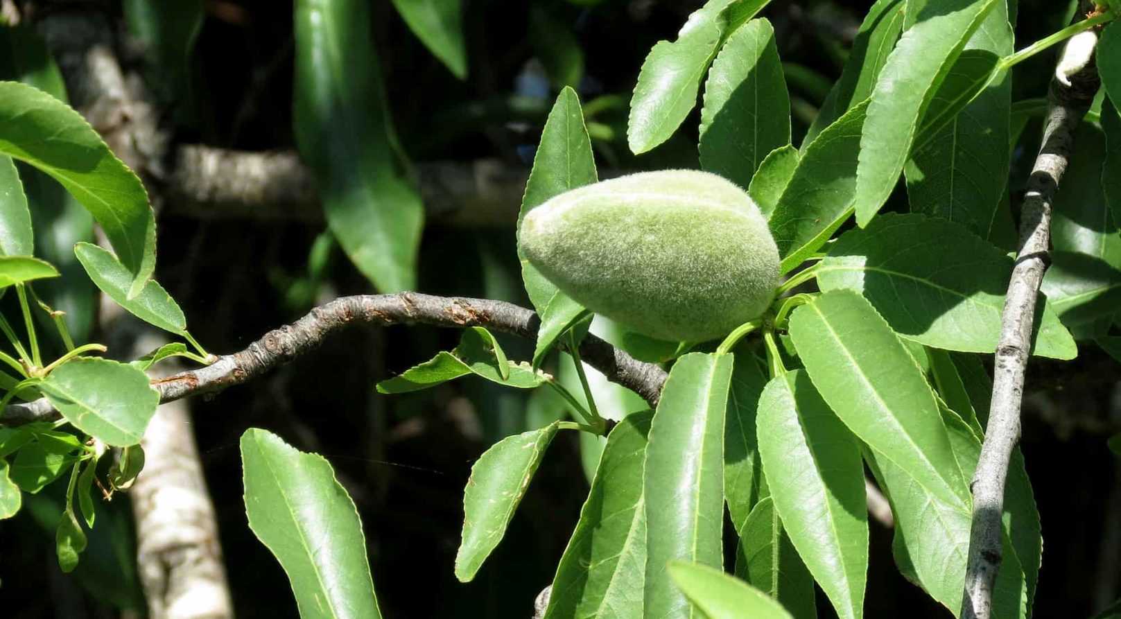 The Almond Tree: Planting, Pruning, Harvesting