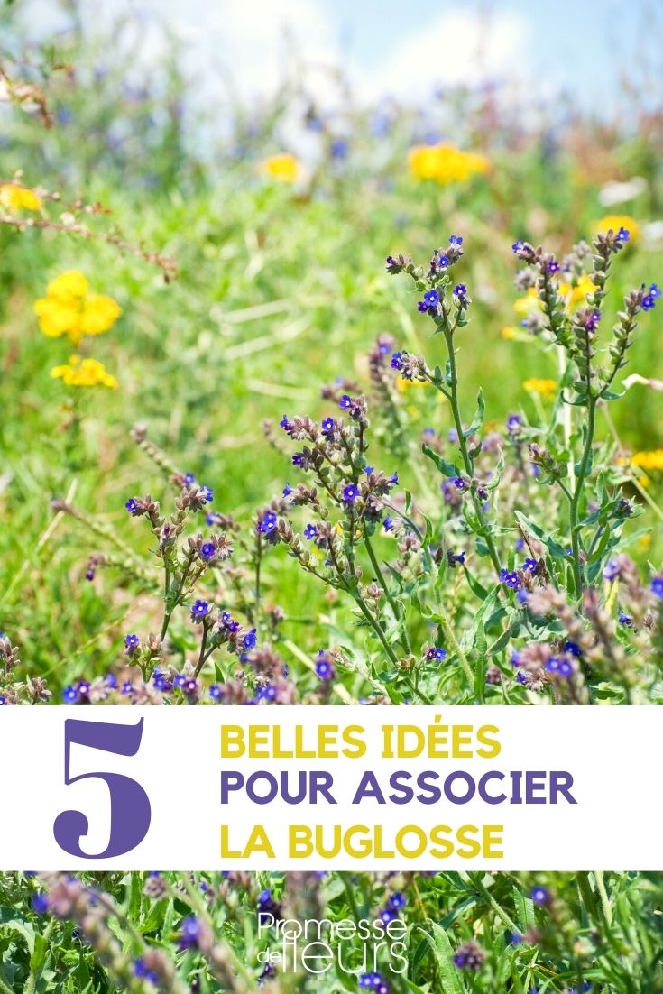 anchusa-associer Bugloss: Our Plant Pairing Ideas