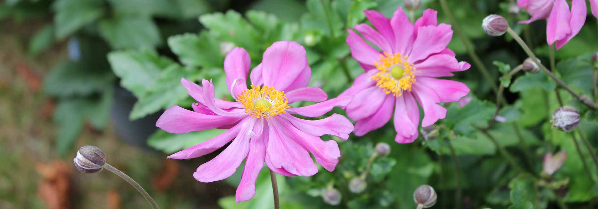 Japanese Anemones: 5 Double Flowering Varieties
