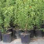 Trees and bushes: bare roots, balled, or potted?