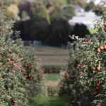 7 fruit trees for continental climate