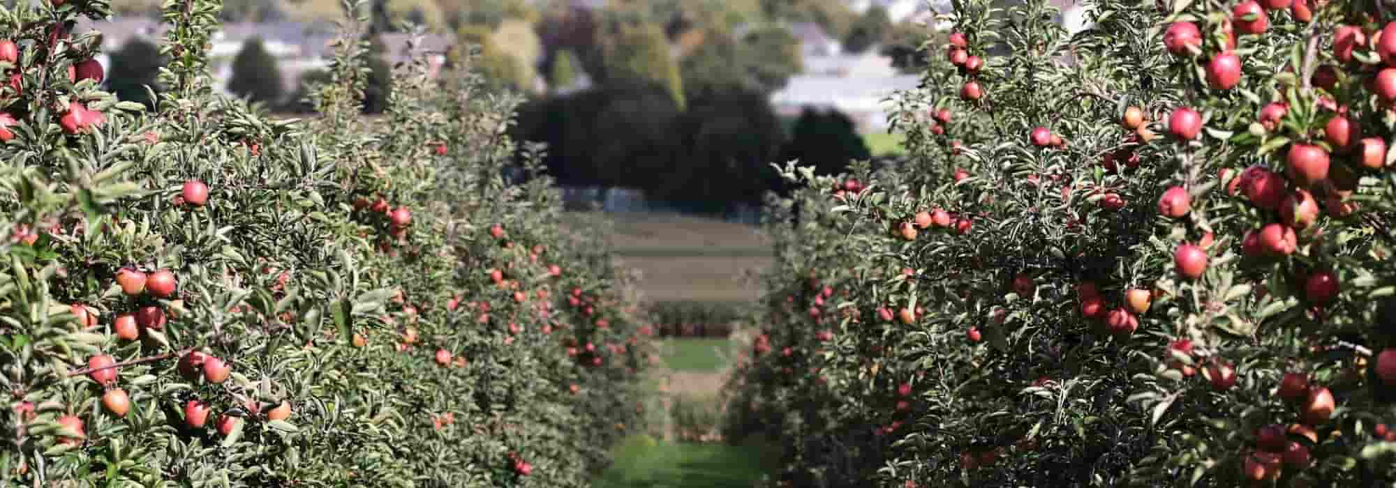 7 fruit trees for continental climate