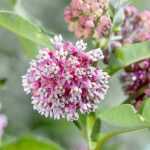 Pairing swamp milkweed or Asclepias