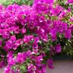 5 Ideas for Pairing Bougainvillea