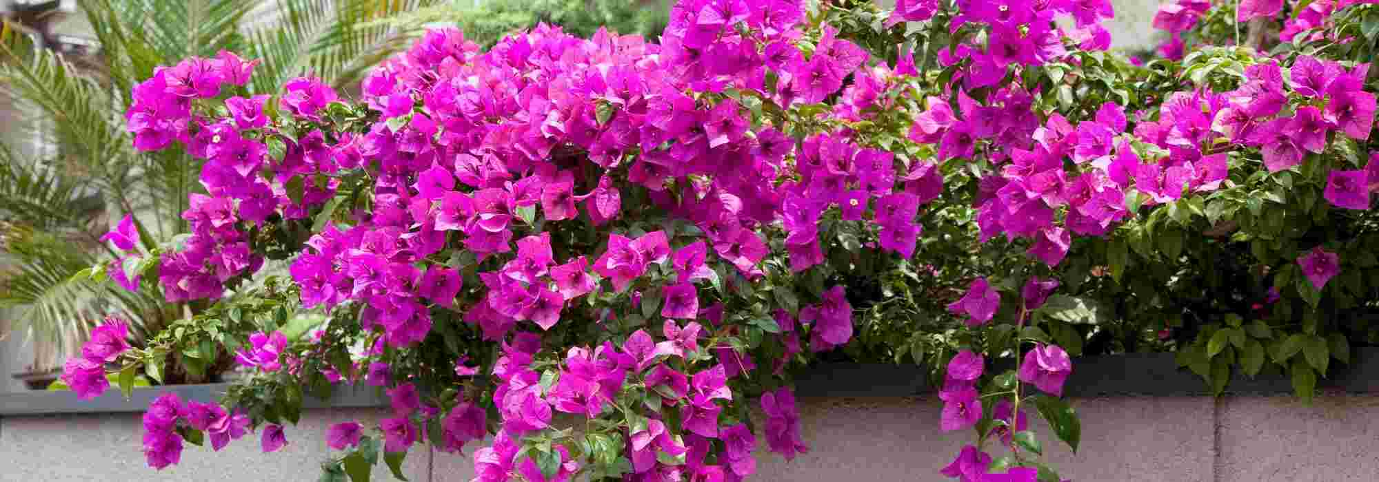 5 Ideas for Pairing Bougainvillea