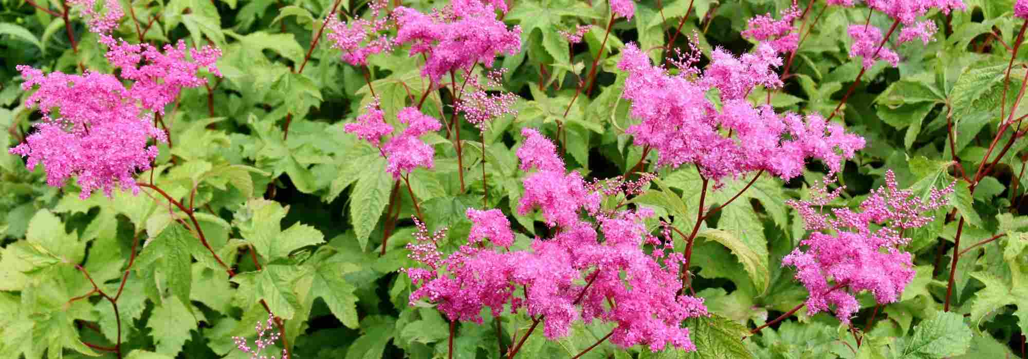 5 ideas for pairing Filipendula