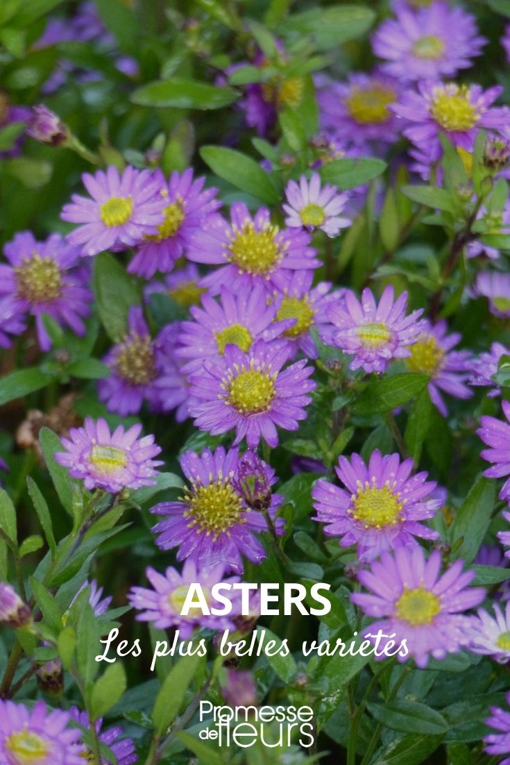 Aster: Most Beautiful Varieties