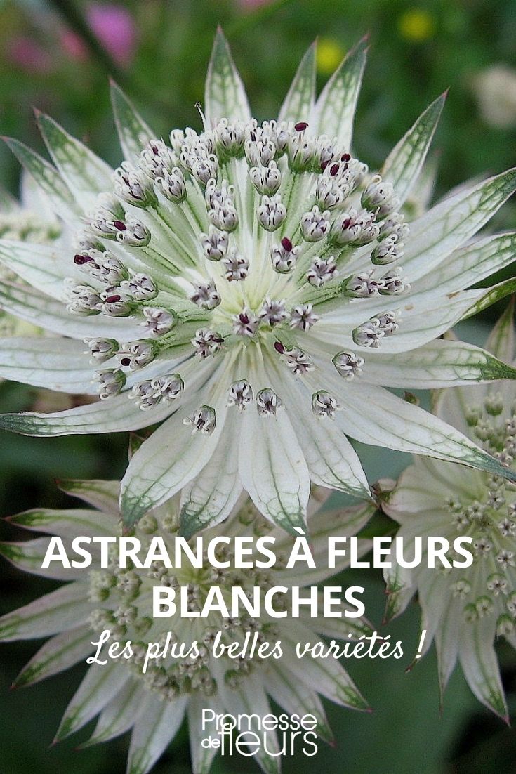 white astrantia flower Selection of Astrantias with White Flowers