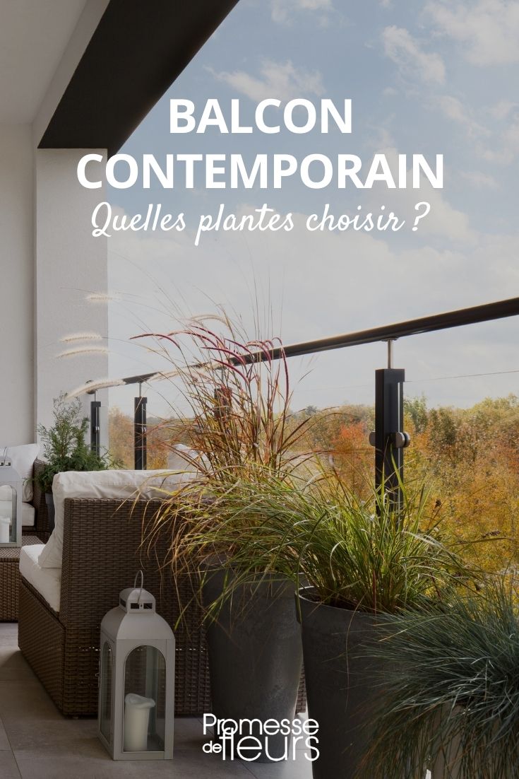 Contemporary Balcony: Which Young Plants to Choose?