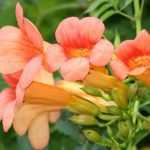 7 trumpet vines: the reliable choices