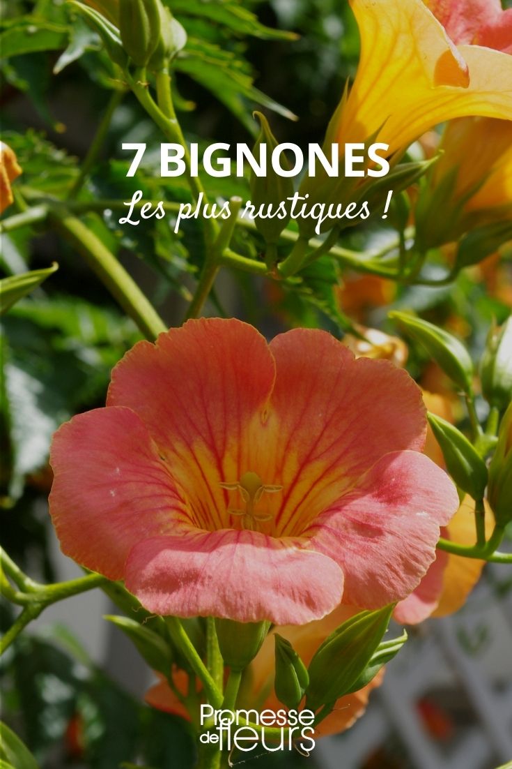 Hardiest Trumpet Vines Hardiest Trumpet Vines