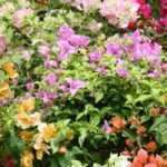 Bougainvilleas: the most beautiful varieties