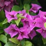 When and how to prune a bougainvillea?