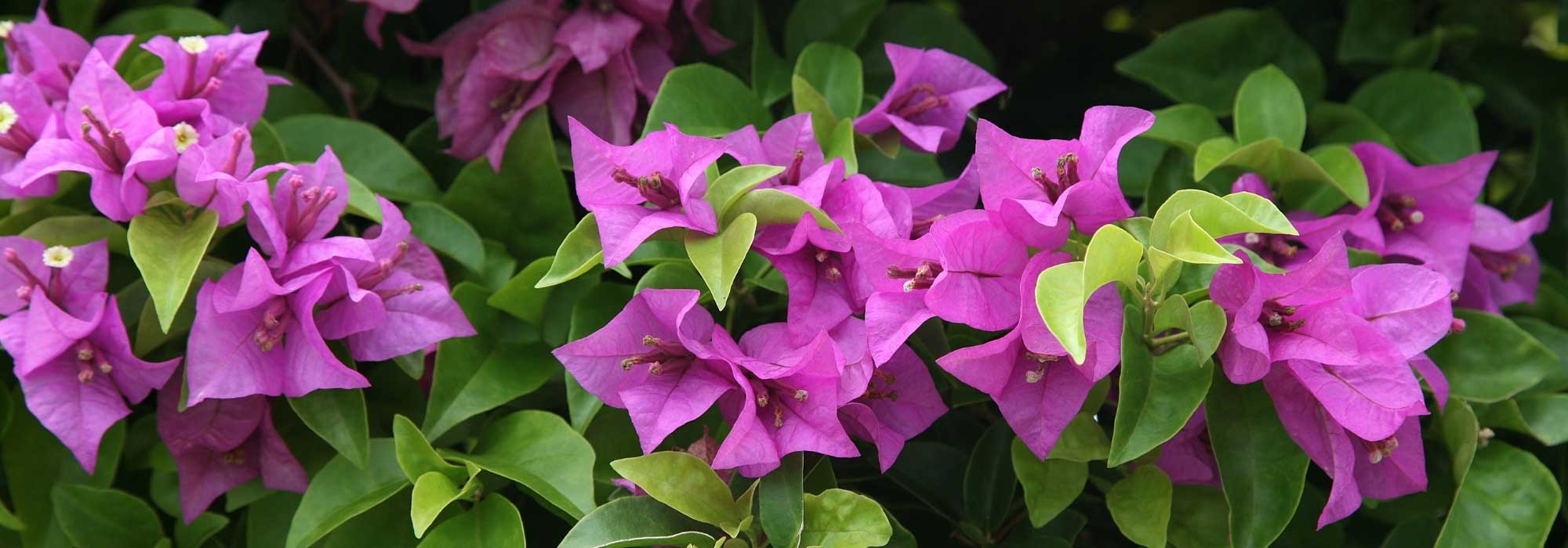 When and how to prune a bougainvillea?