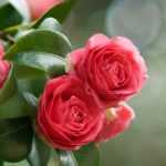 How to choose an autumn camellia?