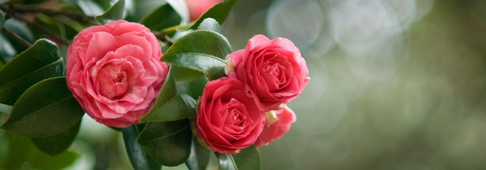 How to choose an autumn camellia?