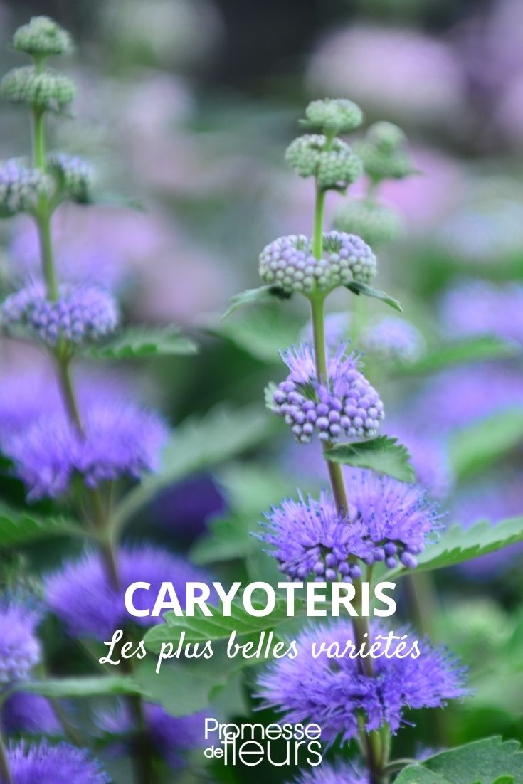 Caryopteris: Most Beautiful Varieties Caryopteris: The Most Beautiful Varieties