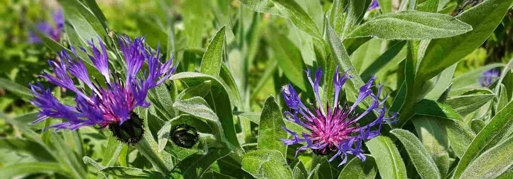 Centaureas, Cornflowers: how to choose them well