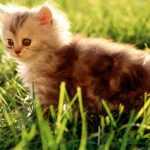 Which plants are toxic to animals?